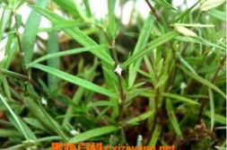 白花蛇舌草的作用与功效,清热解毒、抗癌消炎的天然良药