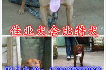 斗狗品种,揭秘凶猛犬种的起源与特点