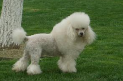 贵妇犬,聪明优雅的伴侣犬,养护与训练全攻略